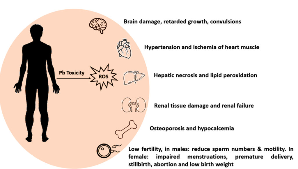 Lead: Natural Occurrence, Toxicity to Organisms and Bioremediation by ...