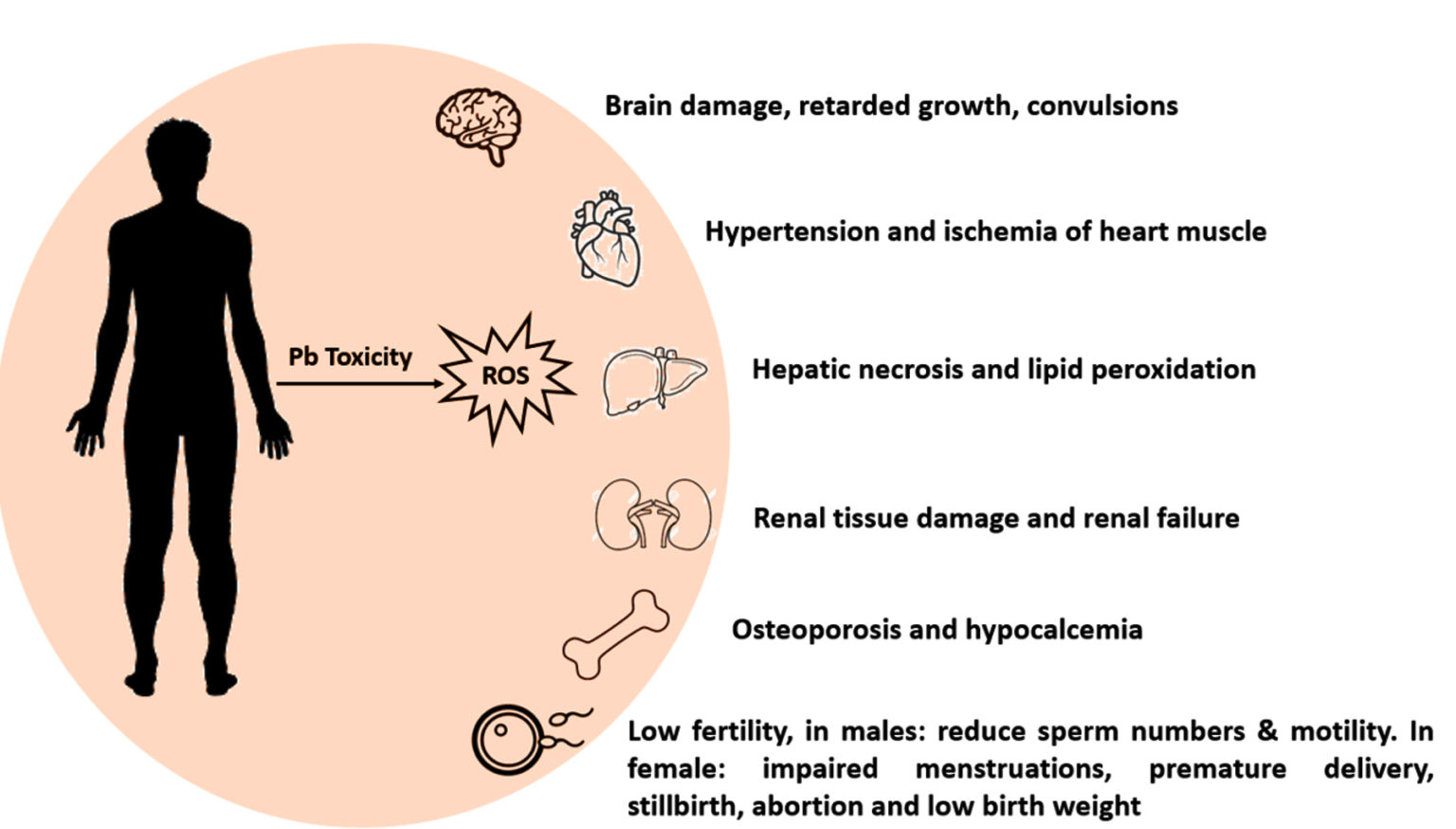 Lead: Natural Occurrence, Toxicity To Organisms And Bioremediation By ...