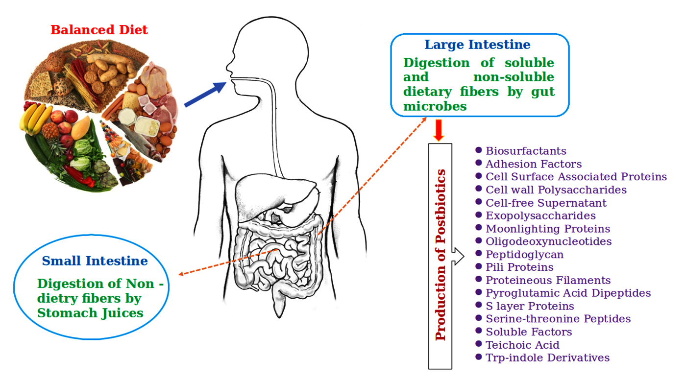 A Critical Analysis of Postbiotics: Exploring their Potential Impact on ...