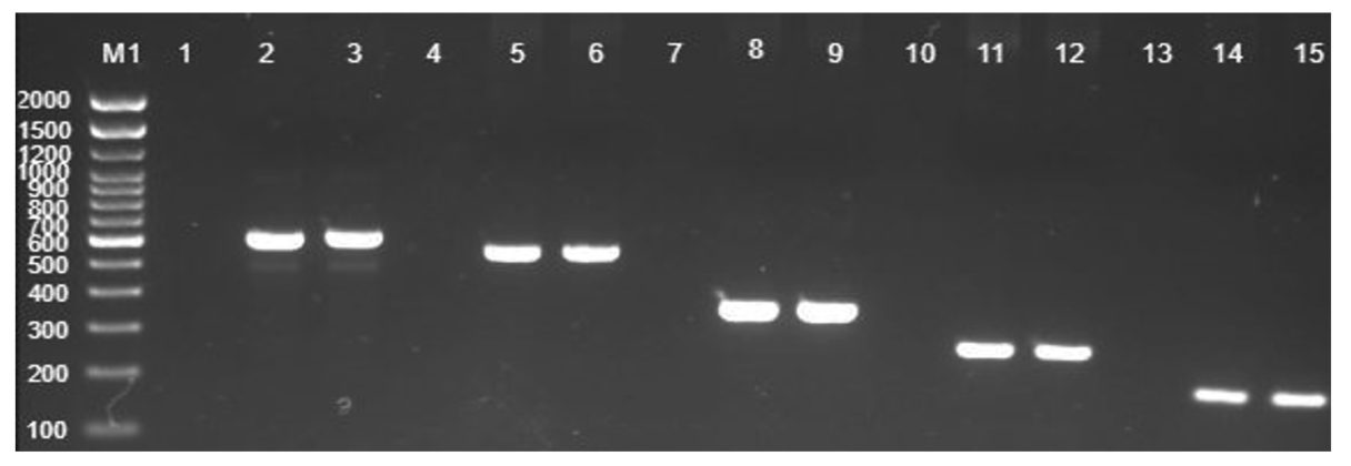 Molecular Detection of Key Virulence-associated Genes and Phenotypic ...