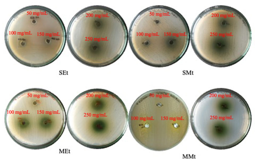 Phytochemical Analysis and Antibacterial Potential of Stevia rebaudiana ...
