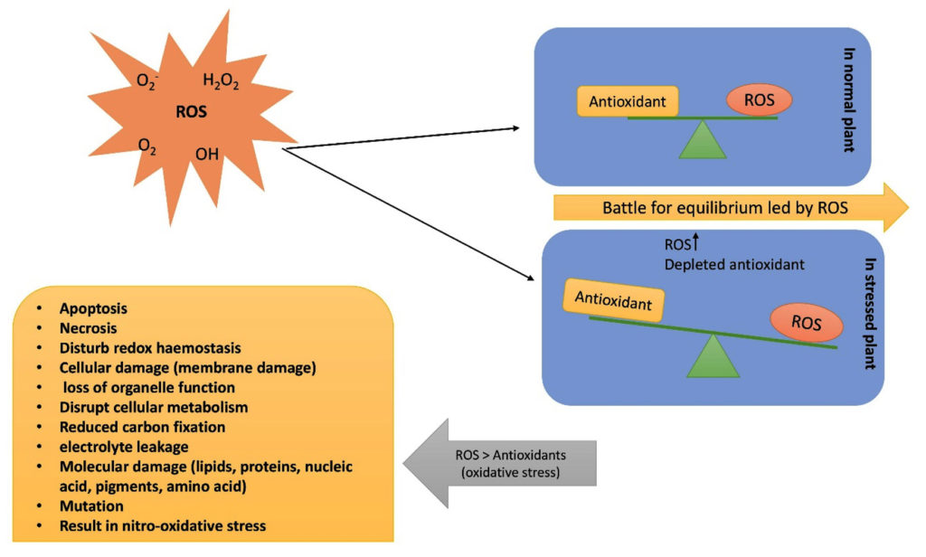 An Insight into the Role of Phenolics in Abiotic Stress Tolerance in ...