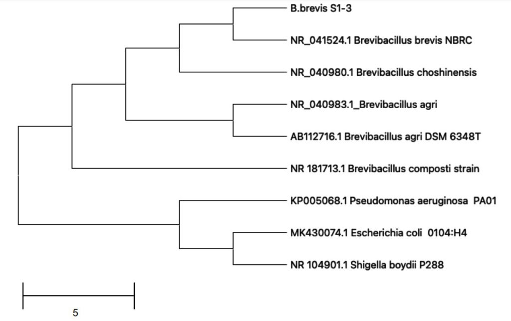 Panchagavya-Derived Brevibacillus brevis S1-3: Insights from the Draft ...