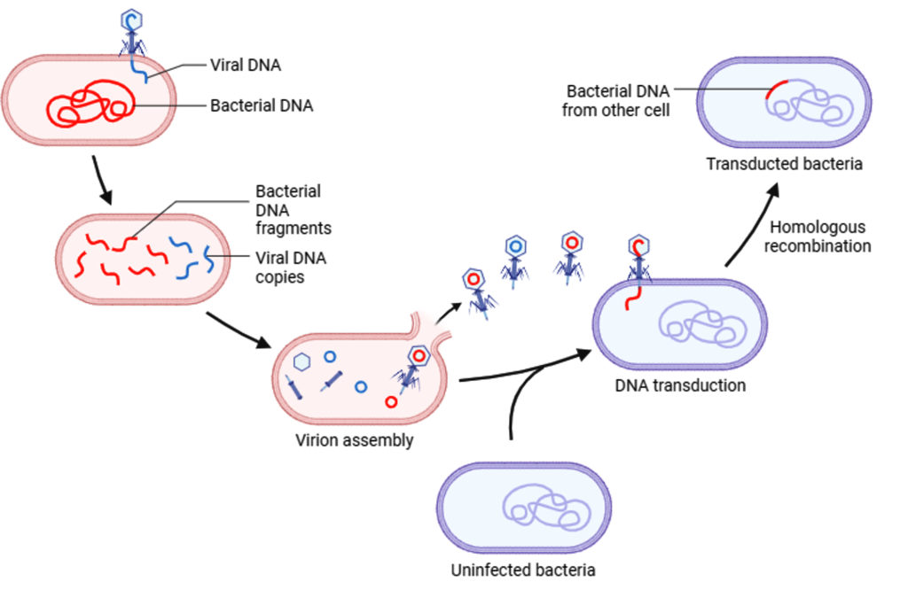 How Phage Therapy Works, Its Advantages and Disadvantages: Mini Review ...