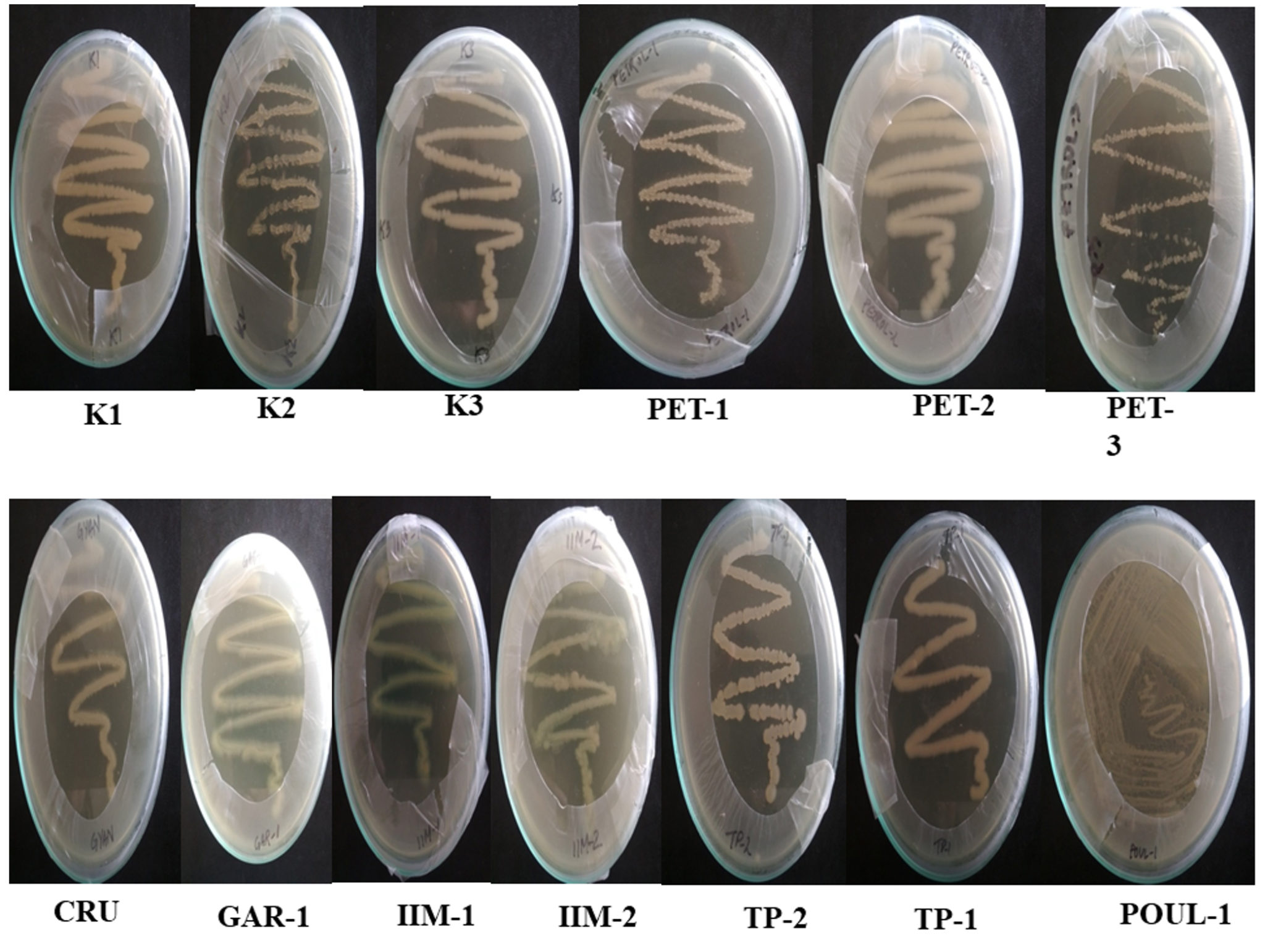 Screening and Characterization of Biosurfactant-producing Strains in ...