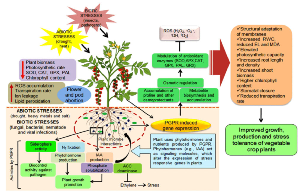 Microbial Engineering For A Greener Ecosystem And Agriculture: Recent 