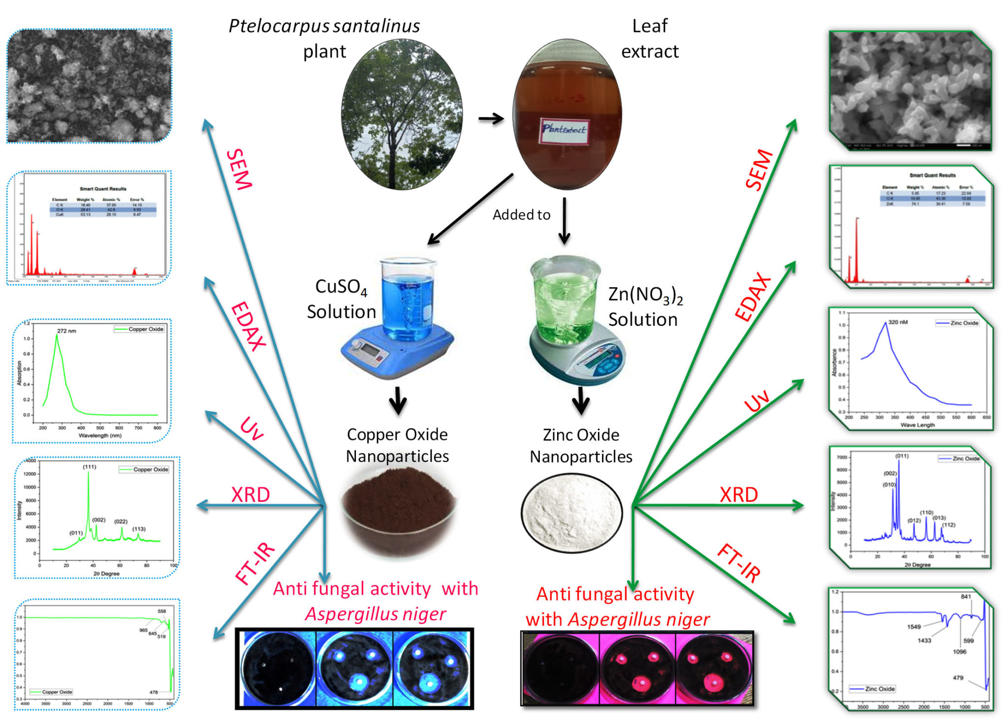 Green Synthesis of CuO and ZnO Nanoparticles using Pterocarpus ...