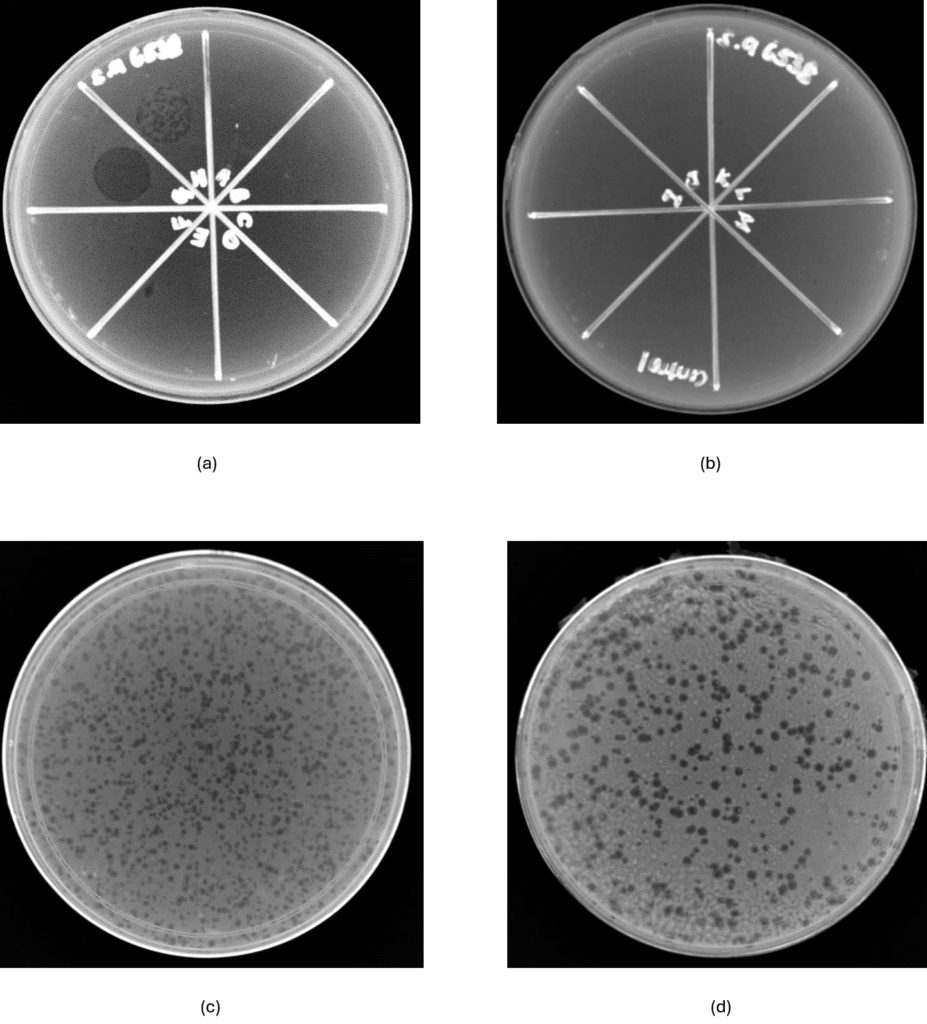 Isolation and Characterization of Highly Lytic Bacteriophages against ...