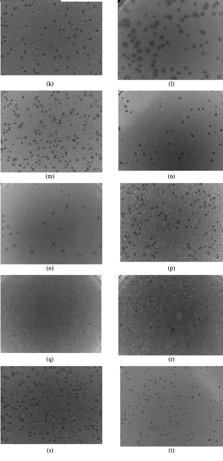 Isolation and Characterization of Highly Lytic Bacteriophages against ...