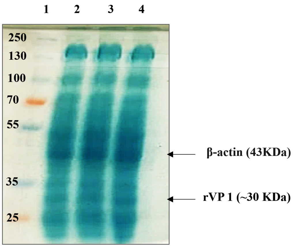 Rvp Test Collection In vitro Production and Characterization of a Recombinant Viral Protein ...