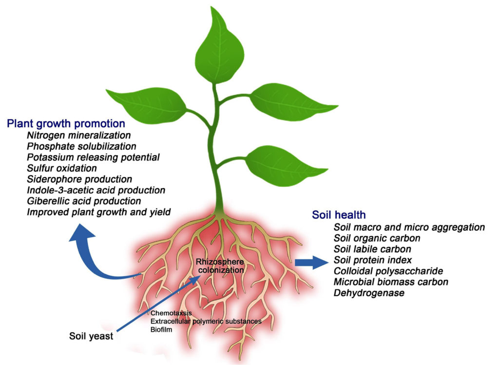 Potentials of Soil Yeasts for Plant Growth and Soil Health in ...