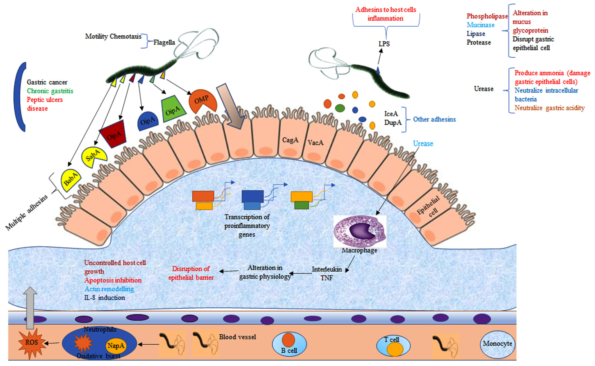 Molecular Mechanisms of Helicobacter pylori Infection: A Review ...