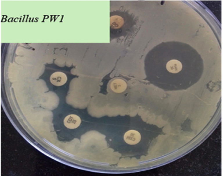 Probiotic Assessment of Bacillus Species Isolated from Soil Samples ...