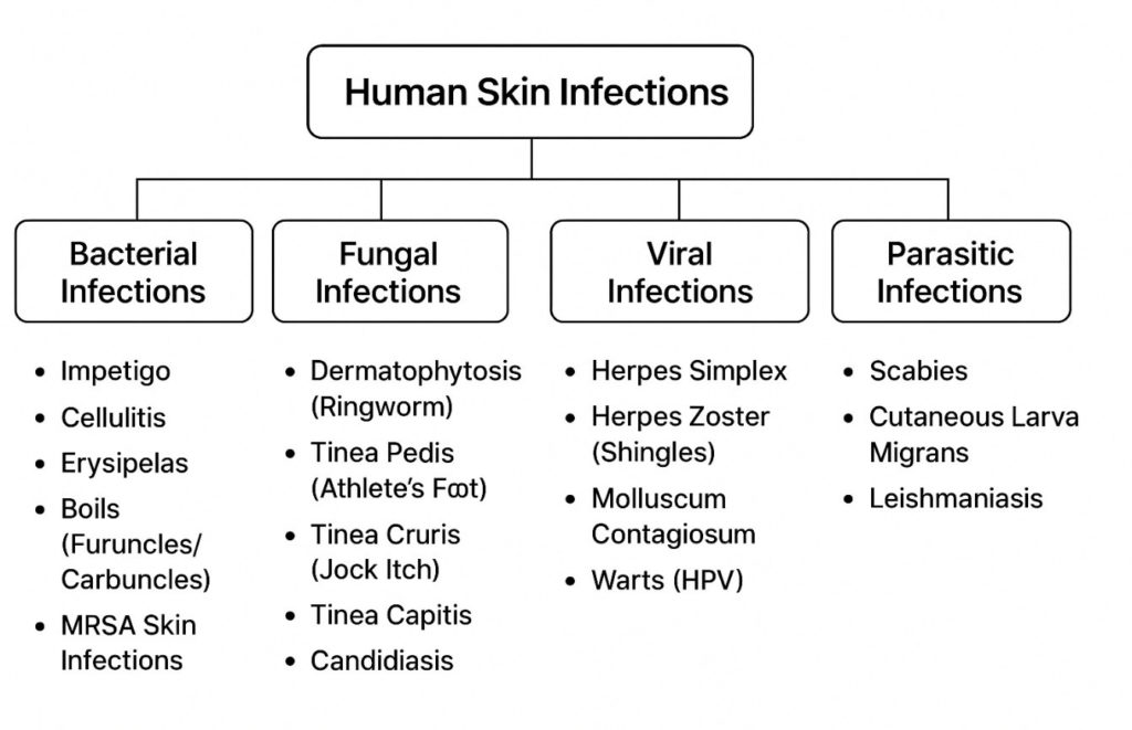 Skin Infections Journal Rising Drug Resistance in Skin and Soft Tissue Infecting Pathogens: An ...