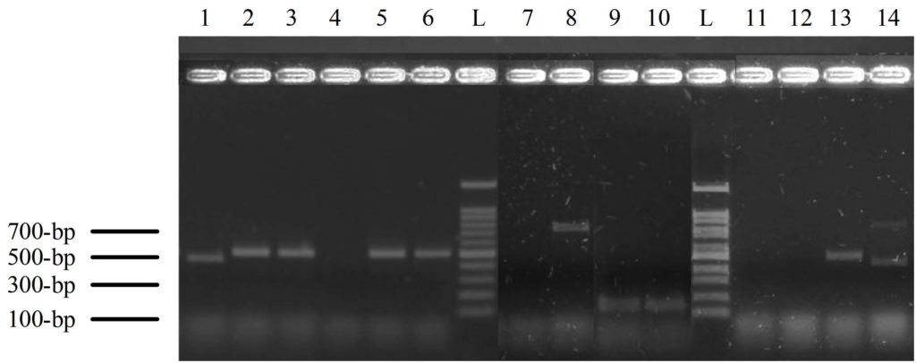 Molecular Characterization of Candida Species Isolates Recovered from ...