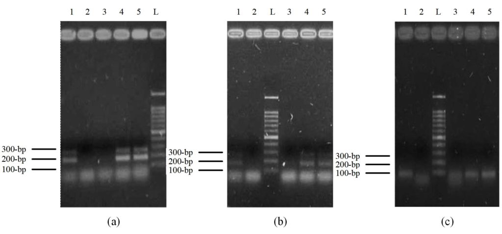 Molecular Characterization of Candida Species Isolates Recovered from ...