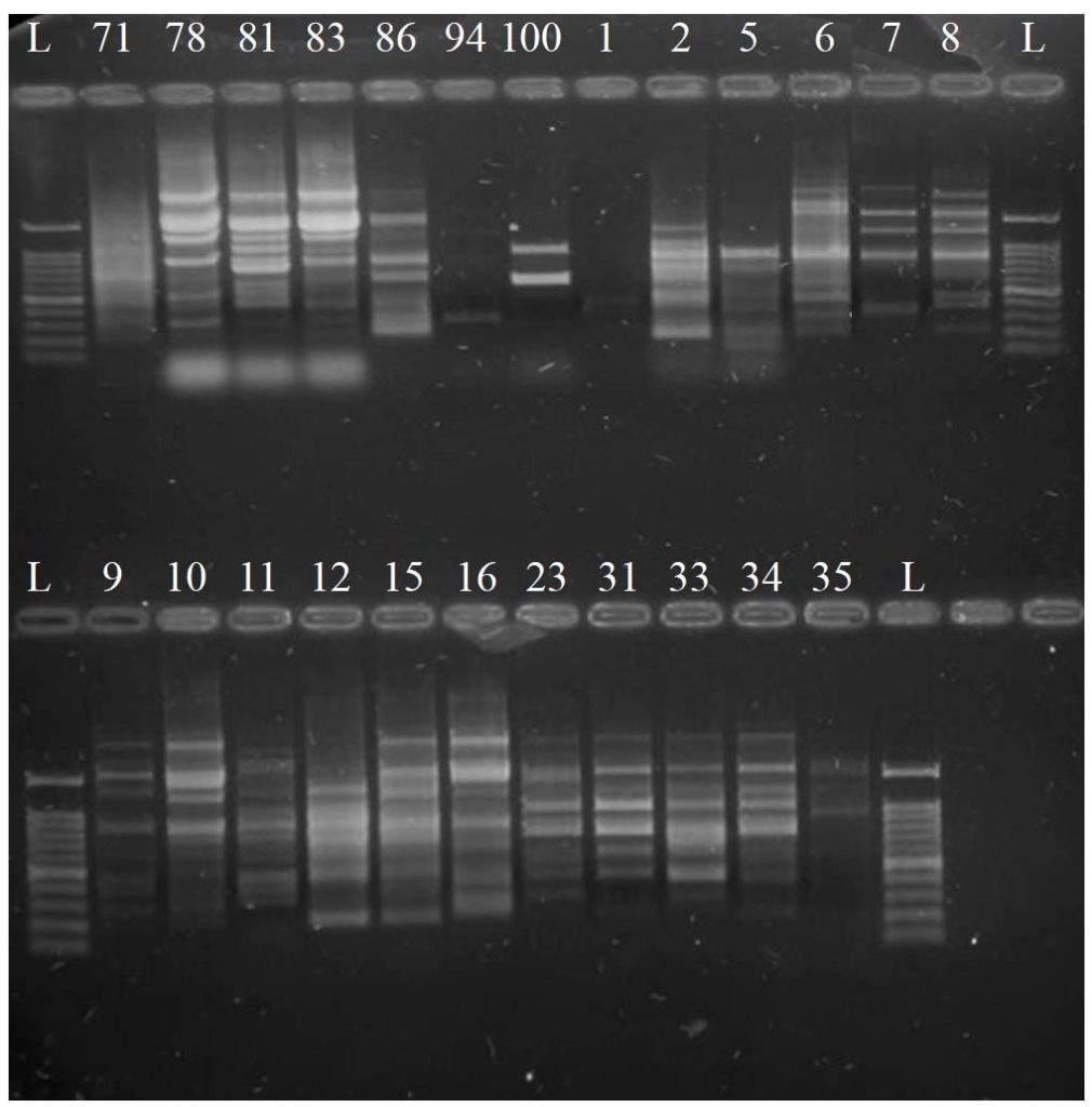 Molecular Characterization of Candida Species Isolates Recovered from ...